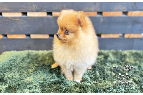 成約済の愛知県のポメラニアン-133375の4枚目