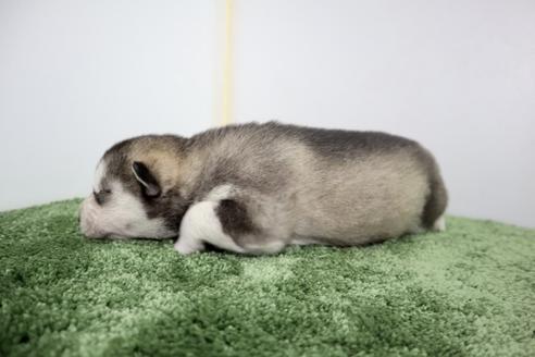 成約済の群馬県のシベリアンハスキー-133377の3枚目