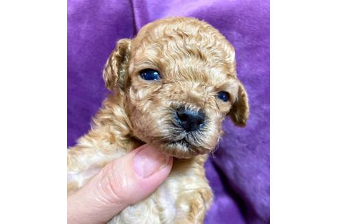 成約済の福岡県のトイプードル-133385の4枚目