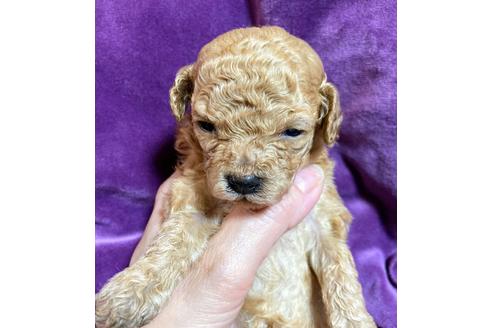 成約済の福岡県のトイプードル-133385の3枚目