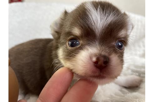 成約済の京都府のチワワ(ロングコート)-132917の6枚目