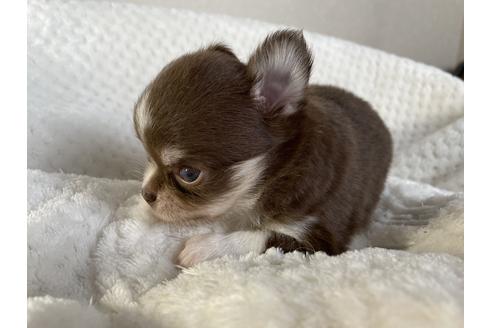 成約済の京都府のチワワ(ロングコート)-132917の5枚目