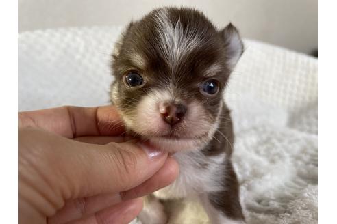 成約済の京都府のチワワ(ロングコート)-132917の3枚目