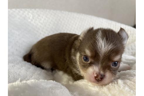 成約済の京都府のチワワ(ロングコート)-132917の2枚目