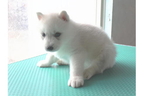 成約済の熊本県のシベリアンハスキー-132142の1枚目