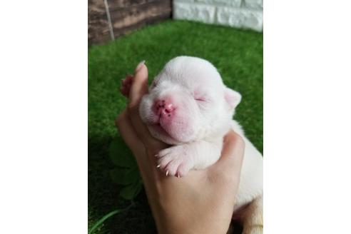成約済の沖縄県のミックス犬-132520の19枚目
