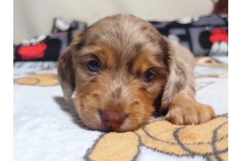 成約済の福岡県のミニチュアダックスフンド(ロングヘアード)-132495の5枚目