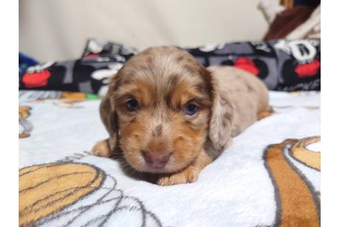 成約済の福岡県のミニチュアダックスフンド(ロングヘアード)-132495の4枚目