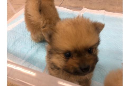成約済の愛知県のポメラニアン-130046の2枚目