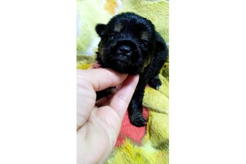 成約済の宮崎県のミックス犬-133473