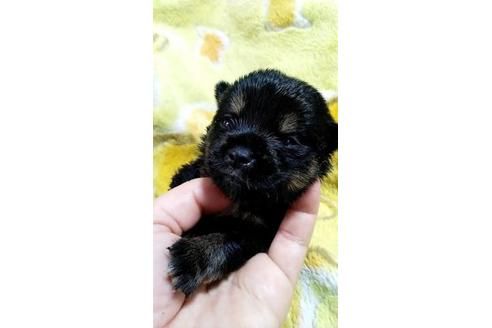 成約済の宮崎県のミックス犬-133473の2枚目