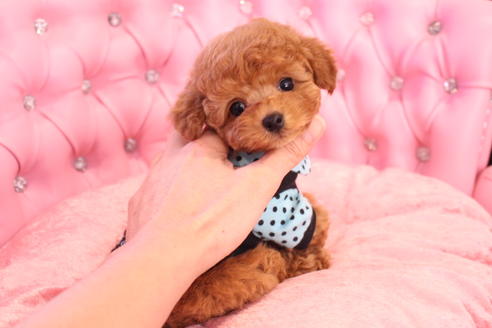 成約済の茨城県のティーカッププードル-133479の9枚目