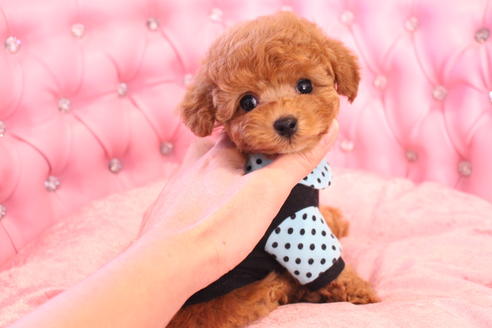 成約済の茨城県のティーカッププードル-133479の8枚目