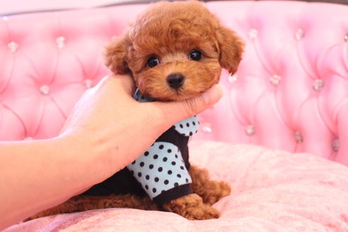 成約済の茨城県のティーカッププードル-133479の7枚目