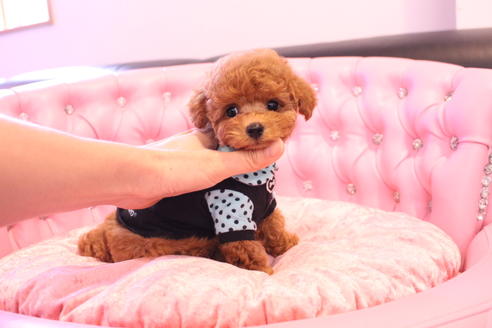 成約済の茨城県のティーカッププードル-133479の5枚目