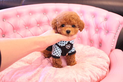 成約済の茨城県のティーカッププードル-133479の4枚目