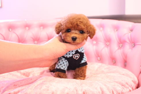 成約済の茨城県のティーカッププードル-133479の3枚目