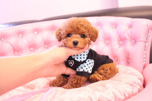 成約済の茨城県のティーカッププードル-133479の2枚目