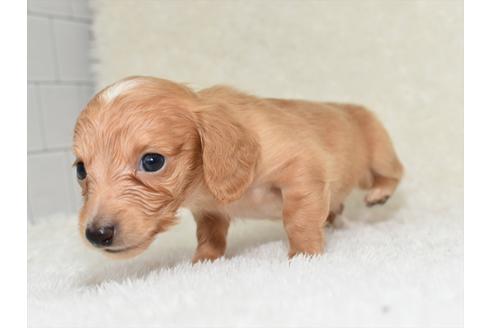 成約済の愛知県のミニチュアダックスフンド(ロングヘアード)-130699の4枚目