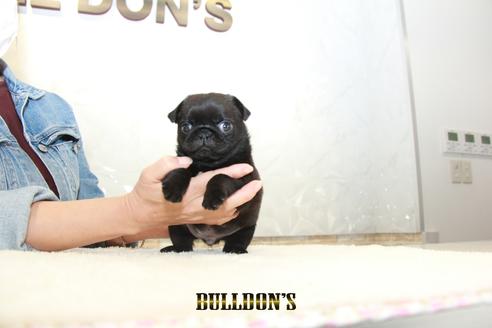 成約済の東京都のパグ-133487の1枚目