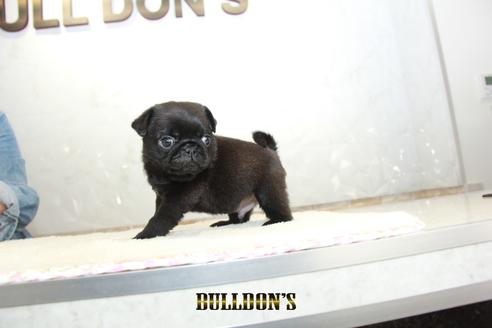 成約済の東京都のパグ-133487の7枚目