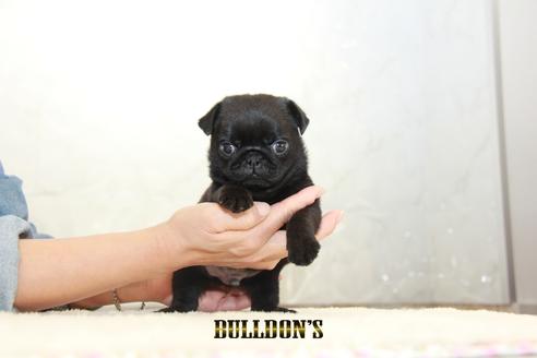 成約済の東京都のパグ-133487の6枚目