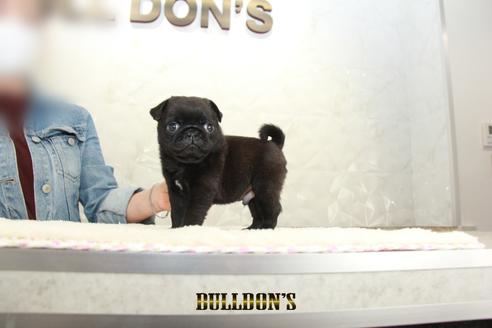 成約済の東京都のパグ-133487の5枚目