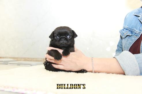 成約済の東京都のパグ-133487の3枚目