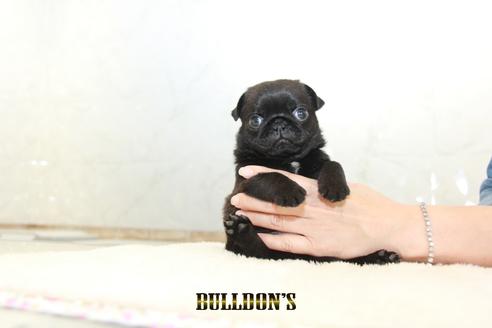 成約済の東京都のパグ-133487の2枚目