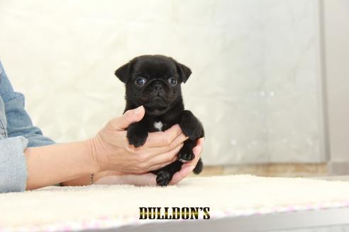 成約済の東京都のパグ-133494の1枚目