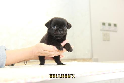 成約済の東京都のパグ-133494の7枚目