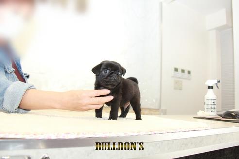 成約済の東京都のパグ-133494の5枚目