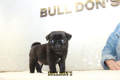 成約済の東京都のパグ-133494の4枚目