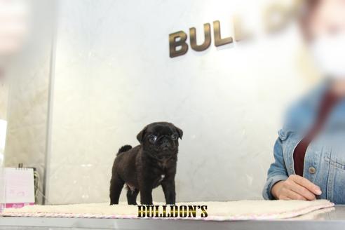 成約済の東京都のパグ-133494の3枚目