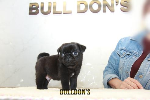 成約済の東京都のパグ-133494の2枚目