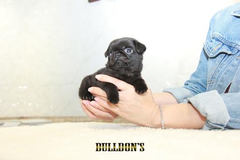 成約済の東京都のパグ-133495の1枚目