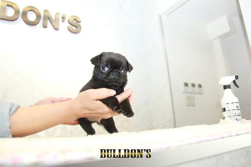 成約済の東京都のパグ-133495の7枚目