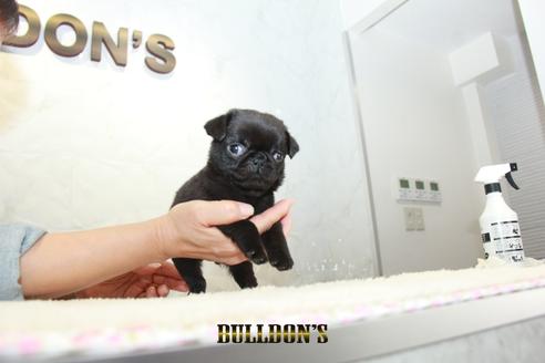 成約済の東京都のパグ-133495の6枚目