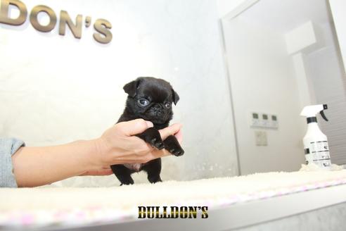 成約済の東京都のパグ-133495の3枚目