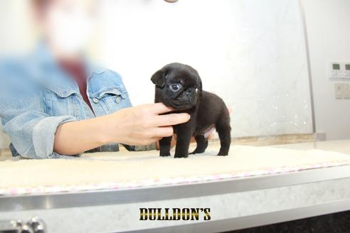 成約済の東京都のパグ-133495の2枚目