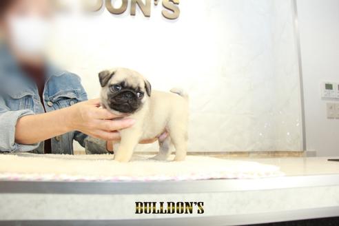 成約済の東京都のパグ-133496の4枚目