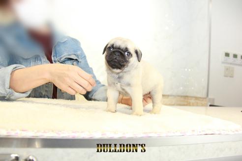 成約済の東京都のパグ-133496の3枚目