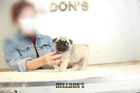 成約済の東京都のパグ-133497の7枚目