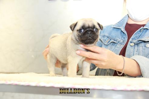 成約済の東京都のパグ-133497の6枚目