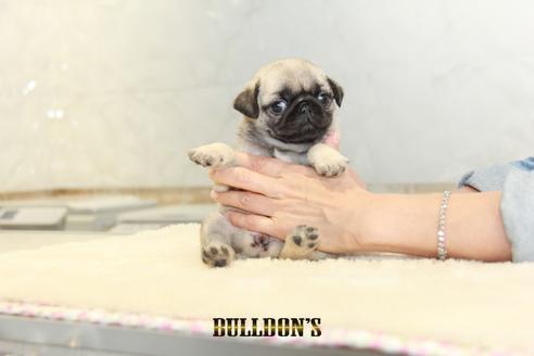 成約済の東京都のパグ-133497の5枚目