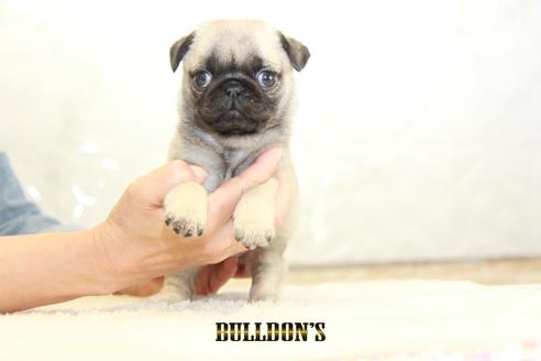 成約済の東京都のパグ-133497の4枚目