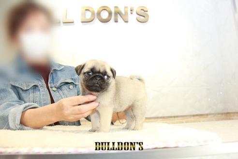 成約済の東京都のパグ-133497の3枚目