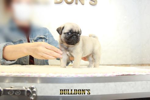 成約済の東京都のパグ-133497の2枚目