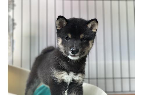 成約済の岡山県の豆柴-126635の10枚目