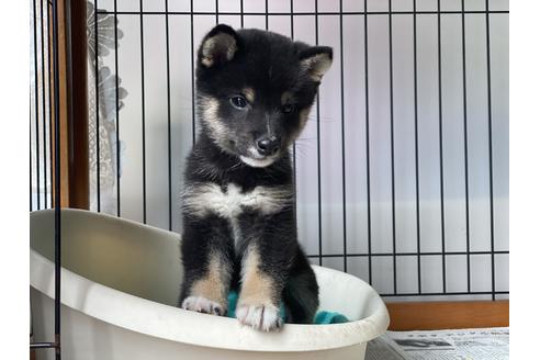 成約済の岡山県の豆柴-126635の9枚目